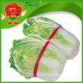 fresh chinese cabbage